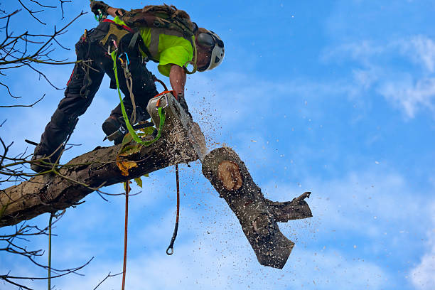 Best Emergency Tree Removal  in Mount Ivy, NY